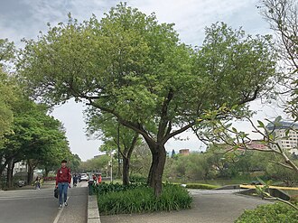 Salix mesnyi