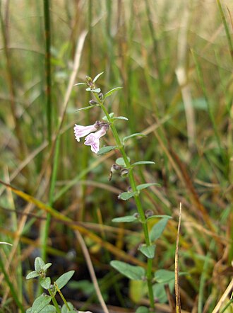 Scutellaria minor