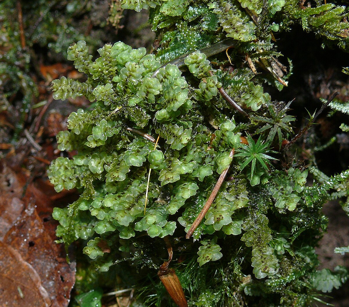 Scapania nepalensis