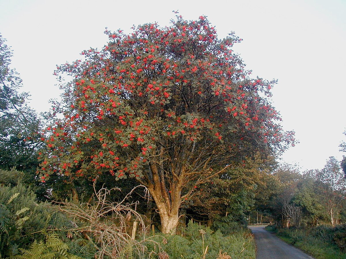 Sorbus aucuparia