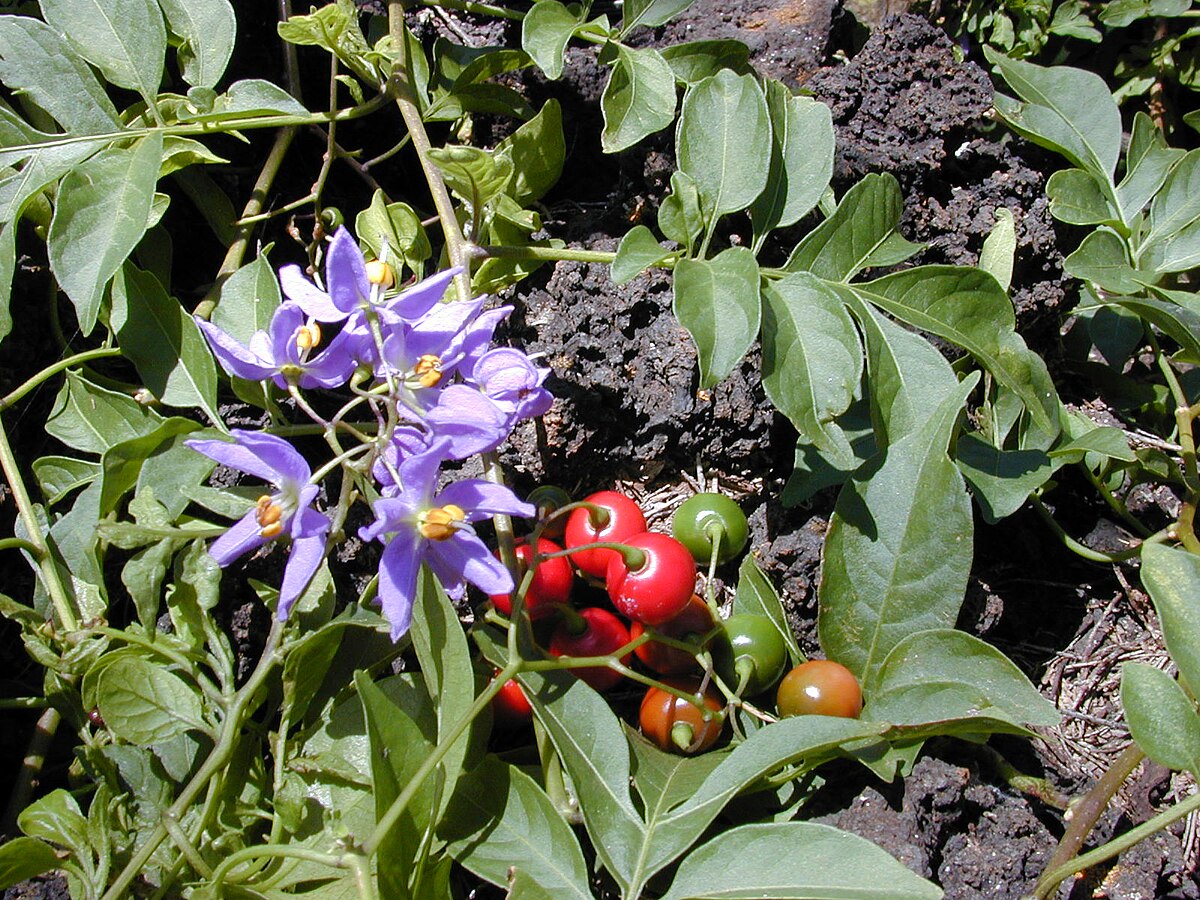 Solanum ochranthum