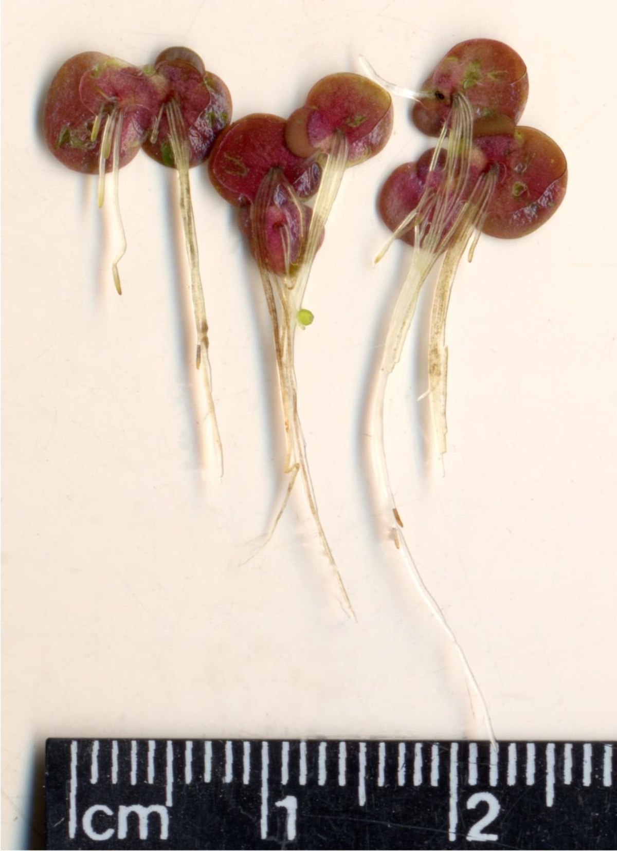 Spirodela intermedia