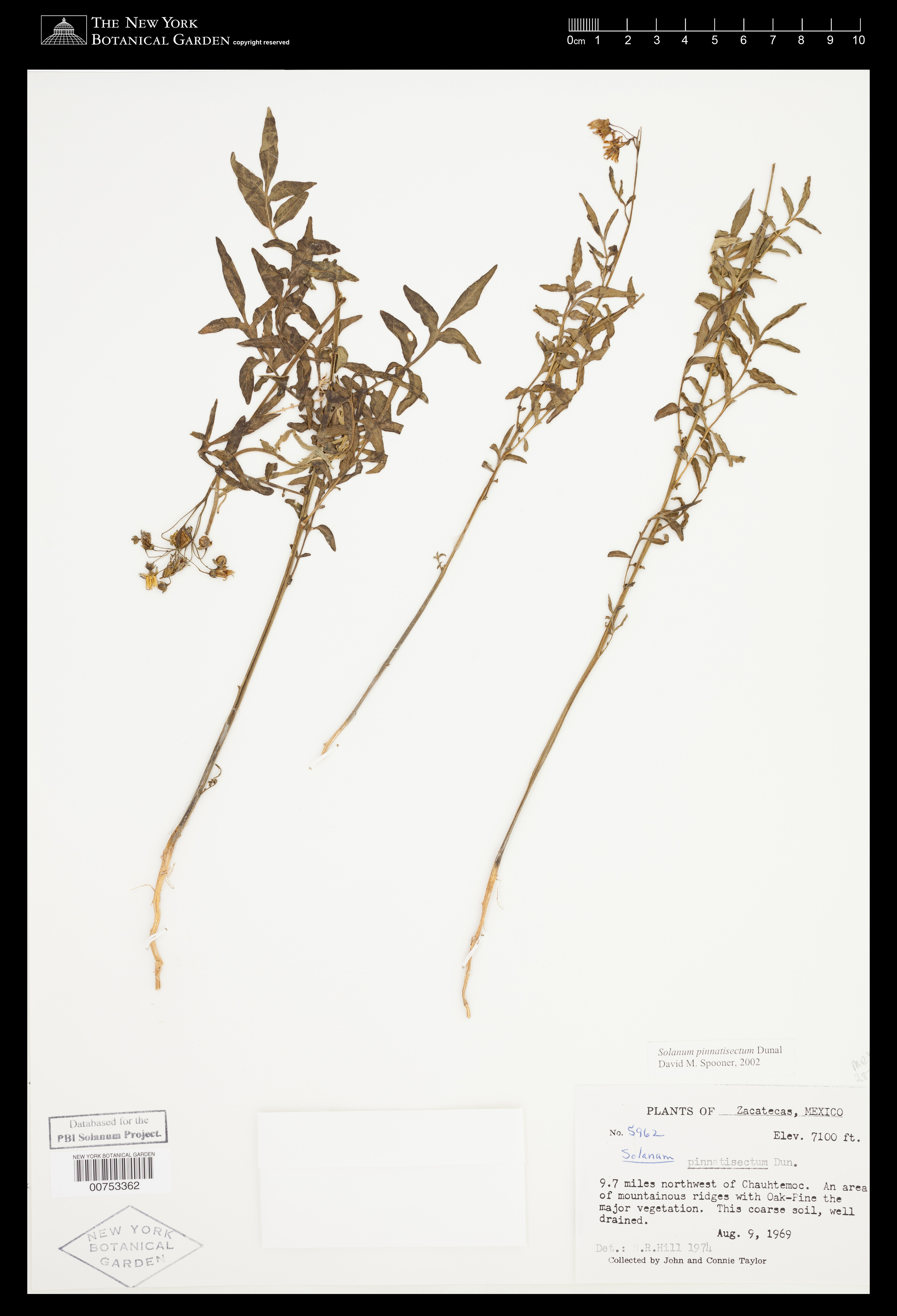Solanum pinnatisectum