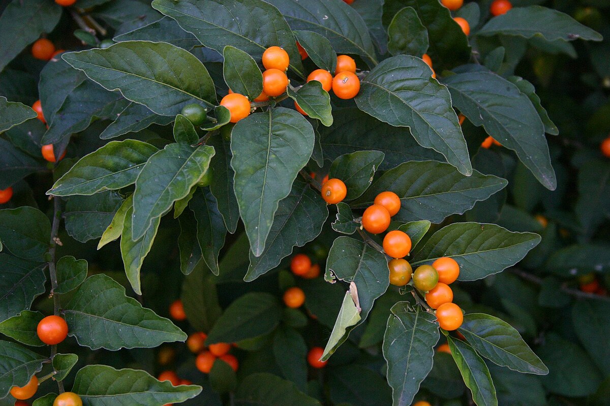 Solanum pseudocapsicum