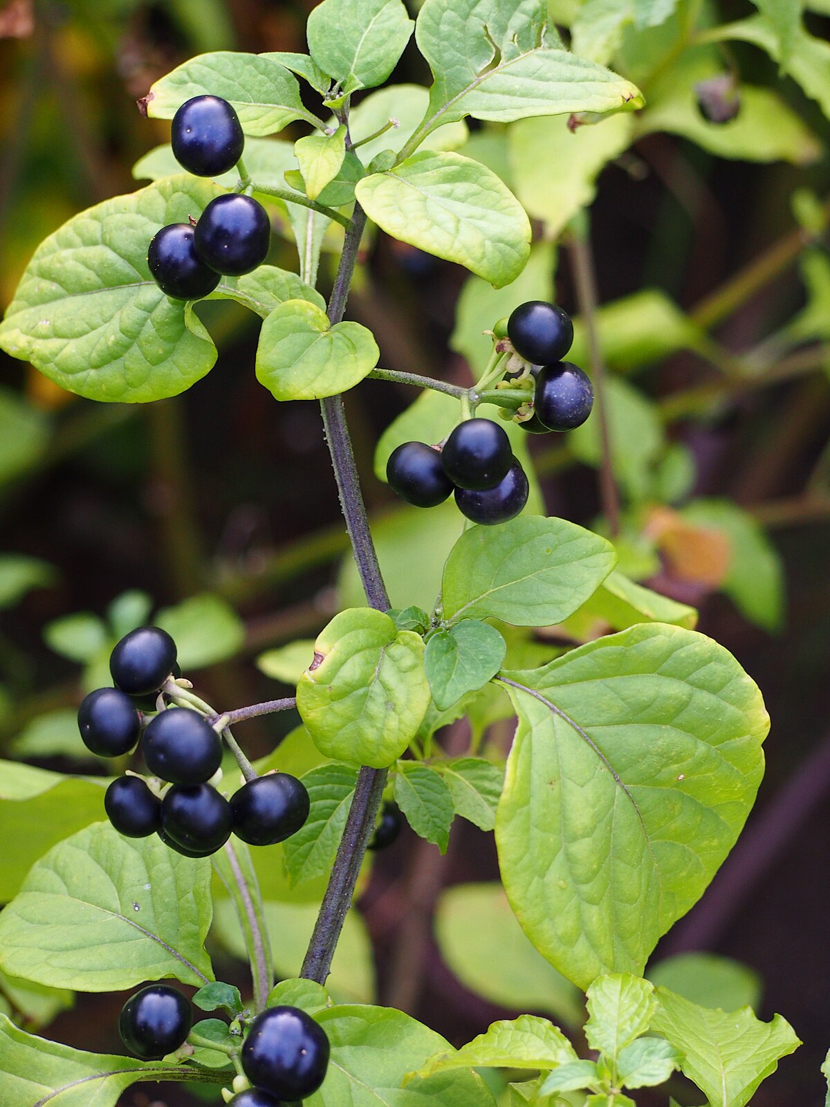 Solanum scabrum