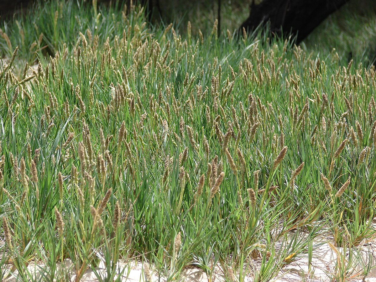 Sporobolus stapfianus