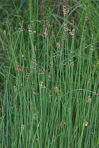 Schoenoplectus tabernaemontani