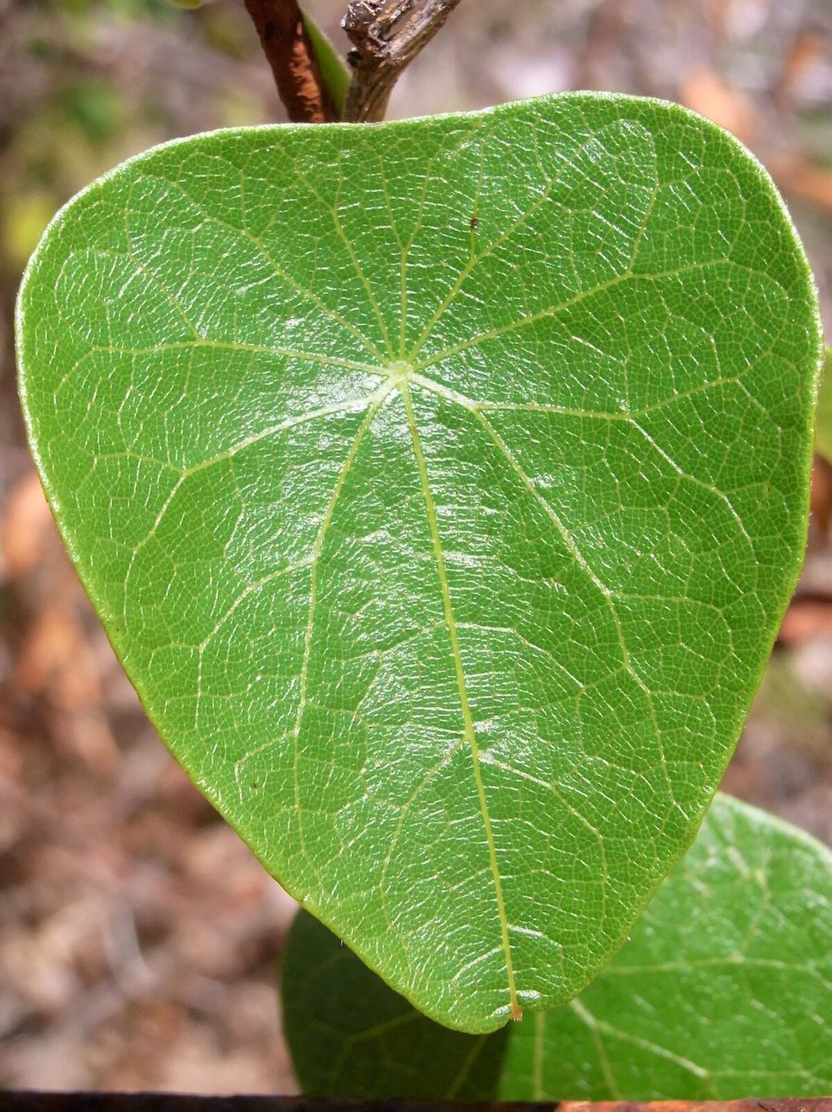 Stephania japonica