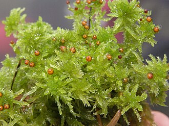 Sphagnum tenellum