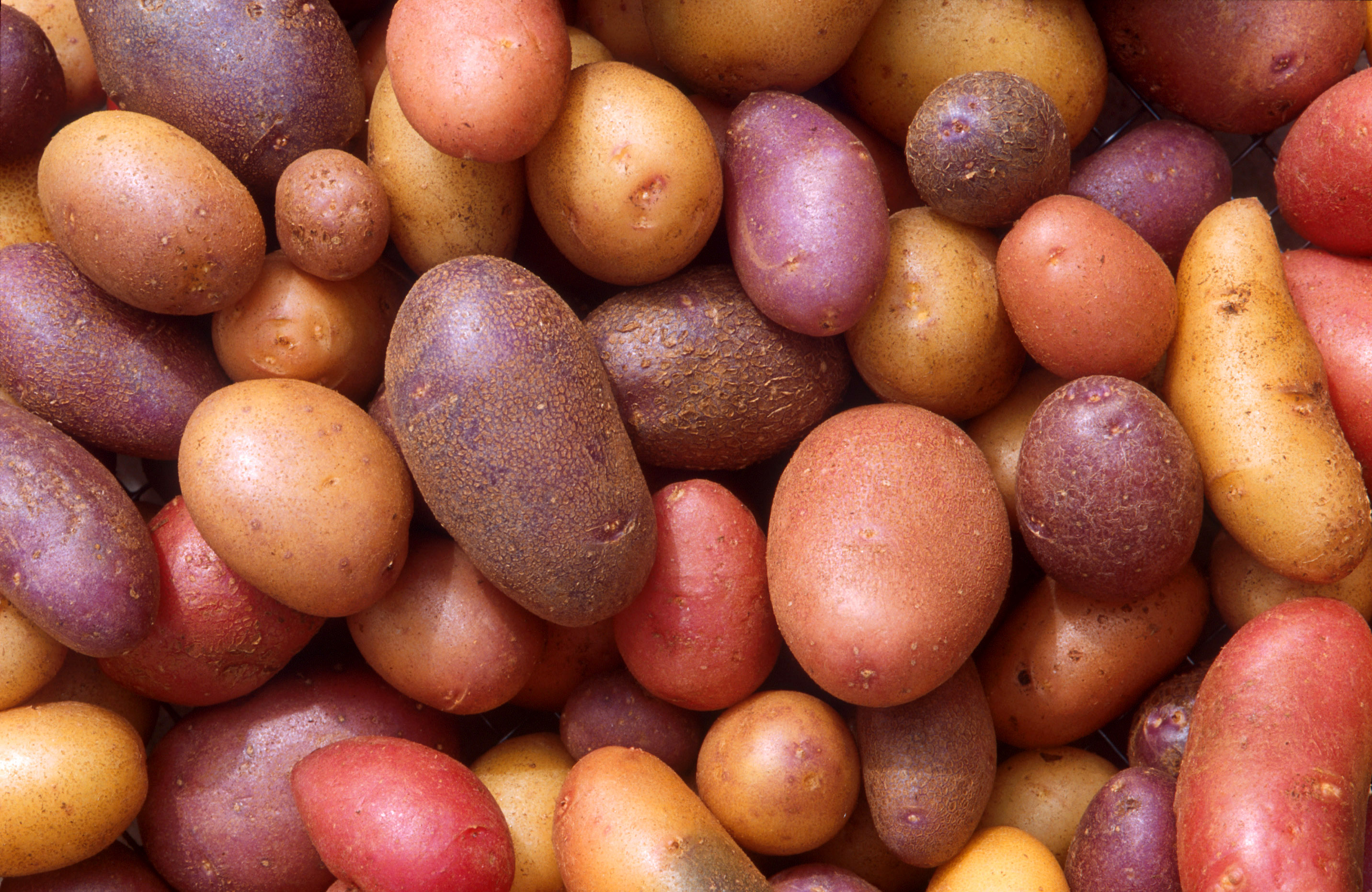 Solanum tuberosum