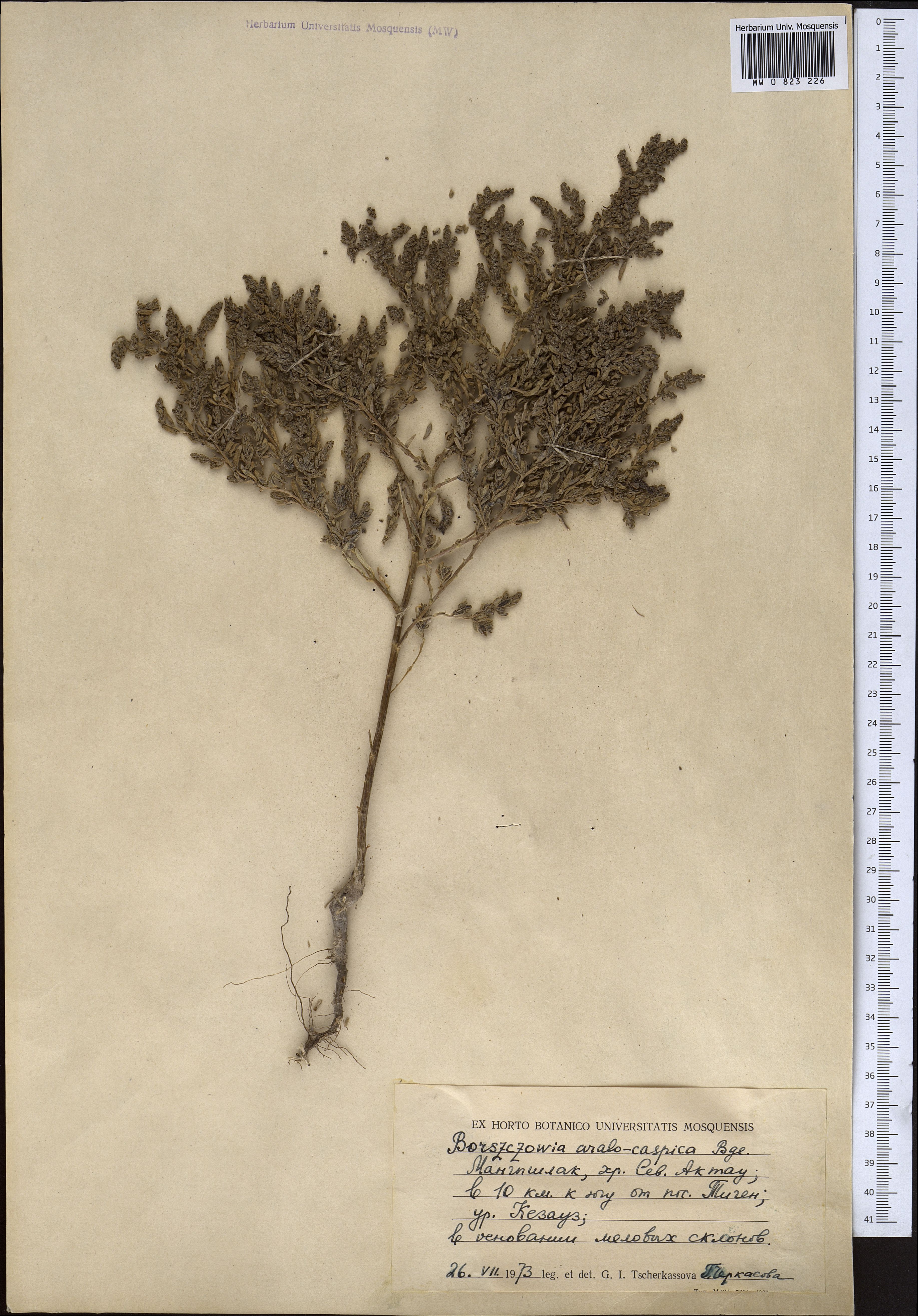 Suaeda aralocaspica