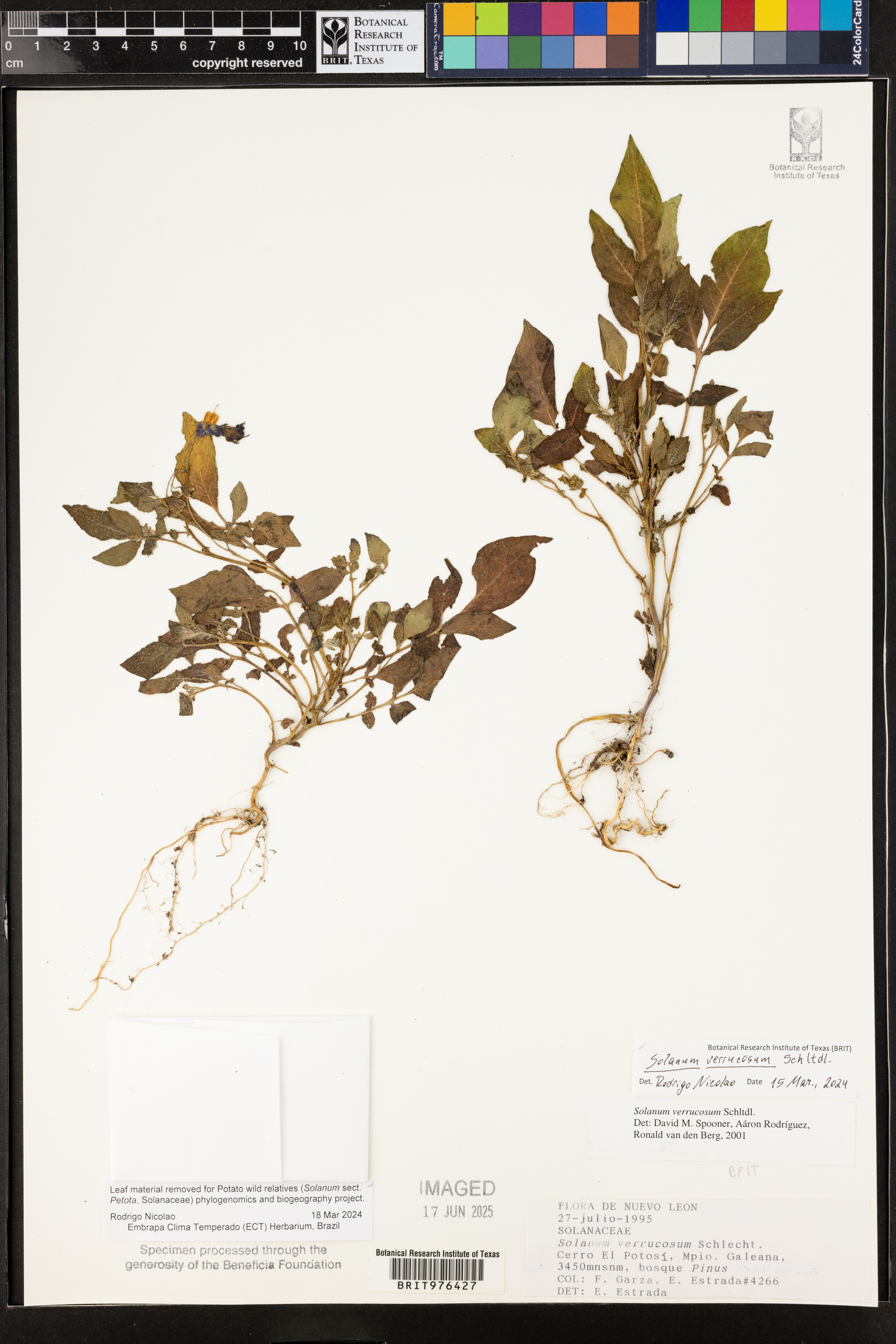Solanum verrucosum