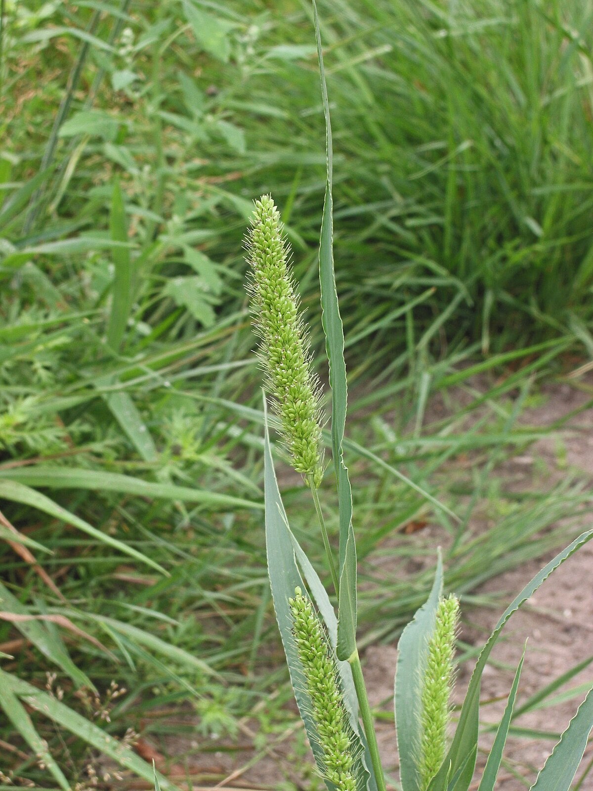 Setaria viridis