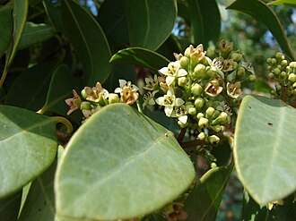 Santalum yasi