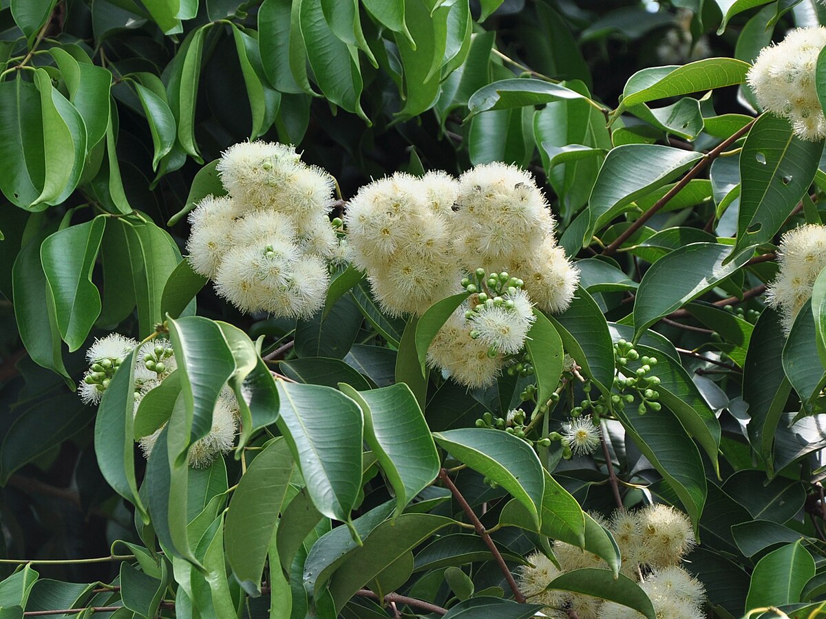 Syzygium grande