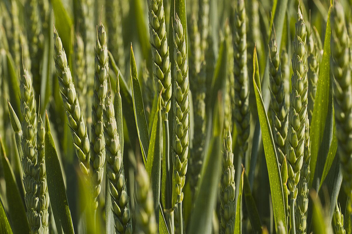 Triticum aestivum CS-IAAS