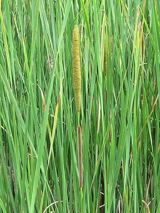 Typha angustifolia