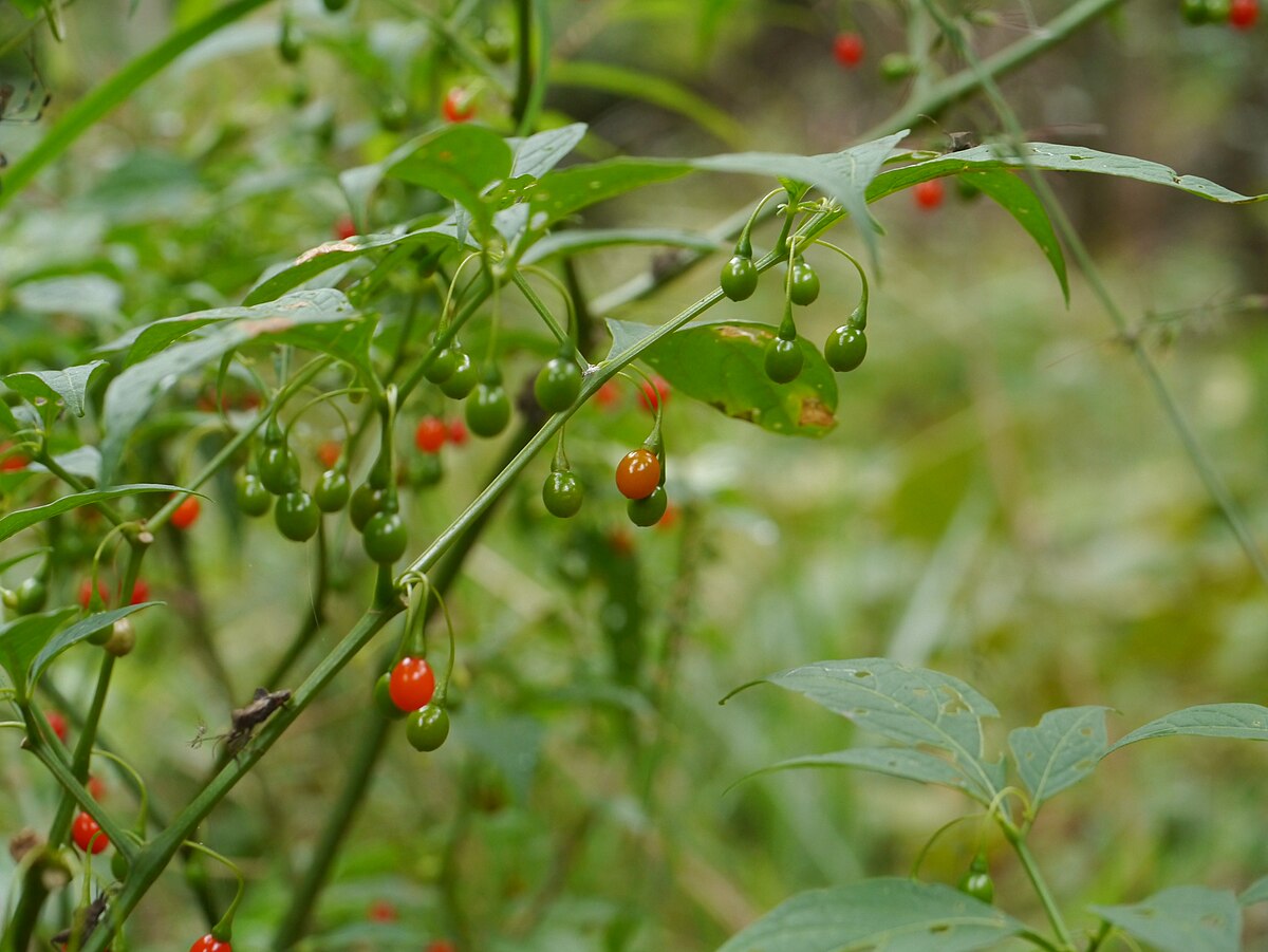 Tubocapsicum Anomalum