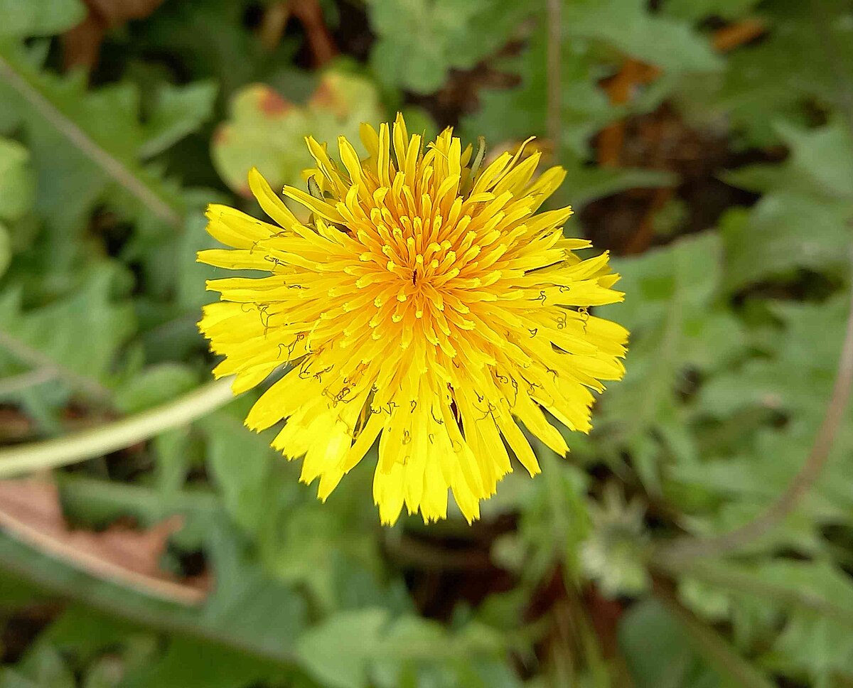 Taraxacum mongolicum