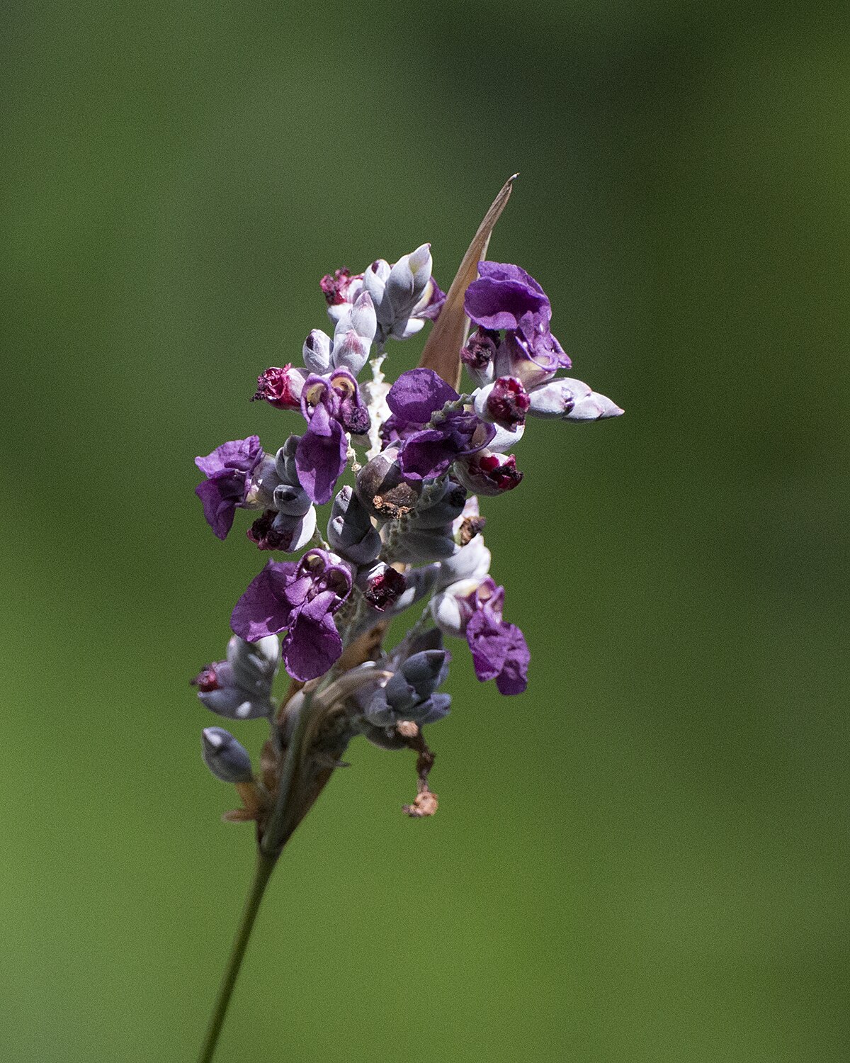 Thalia dealbata