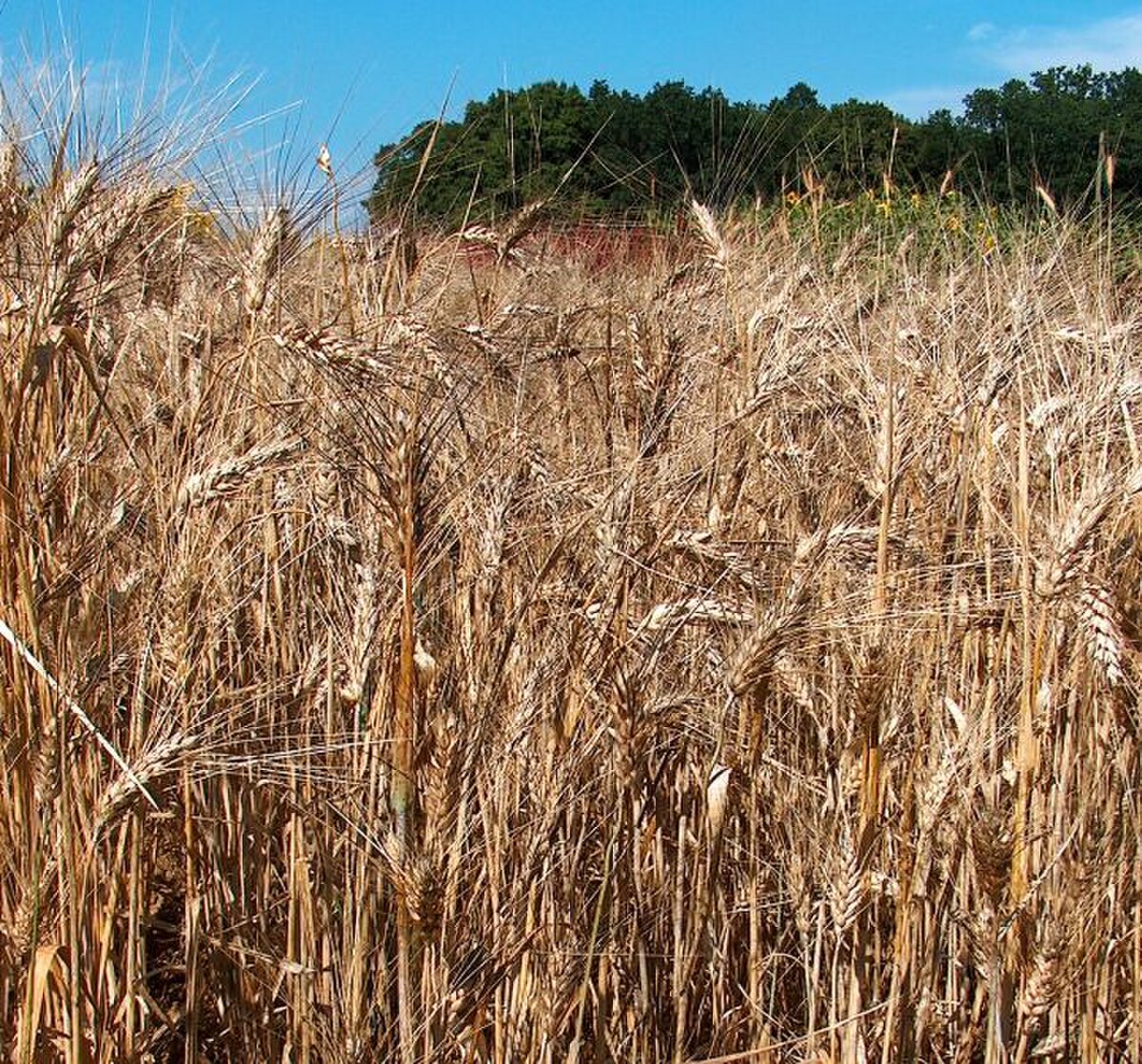 Triticum turgidum durum
