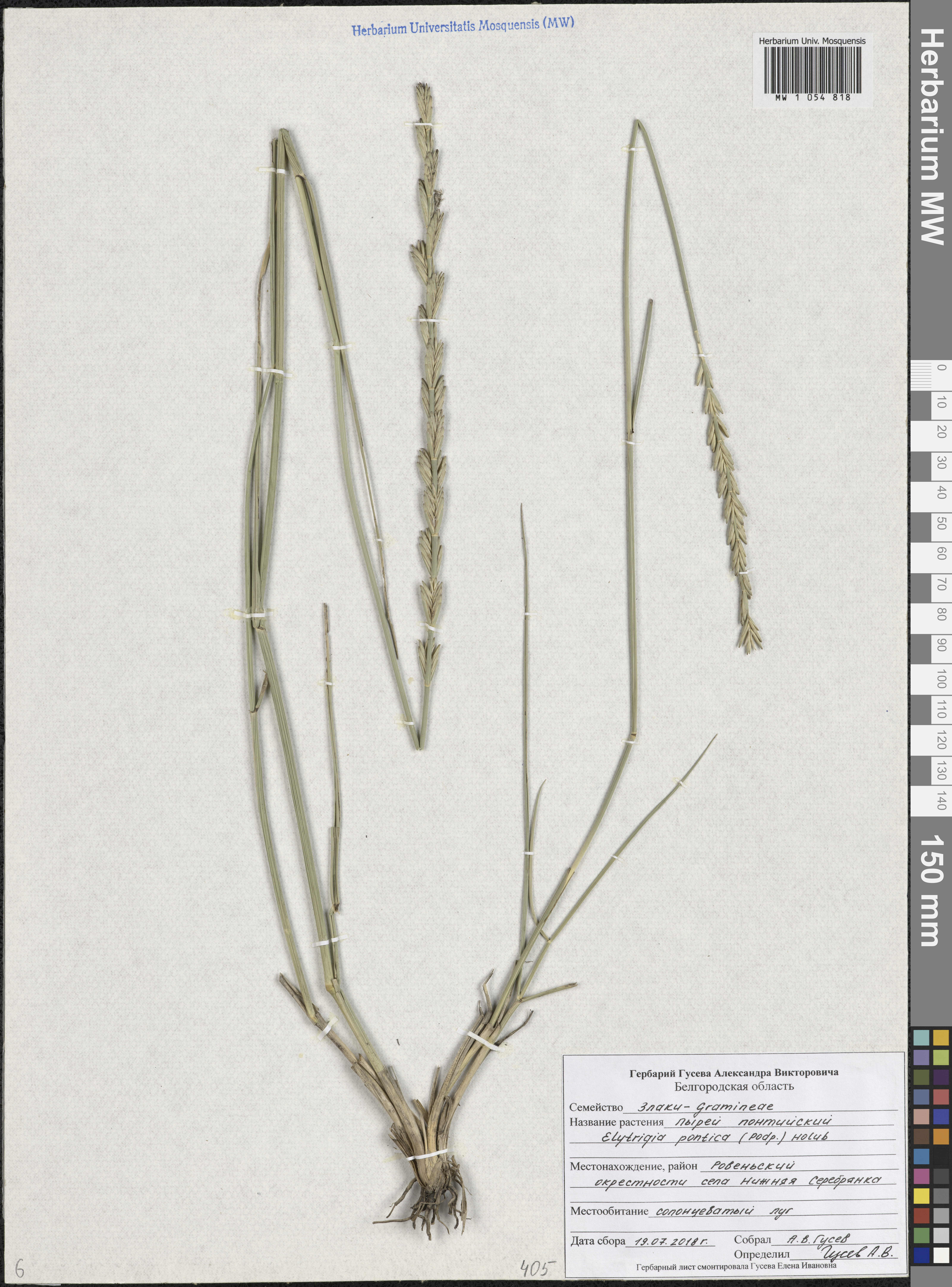Thinopyrum elongatum