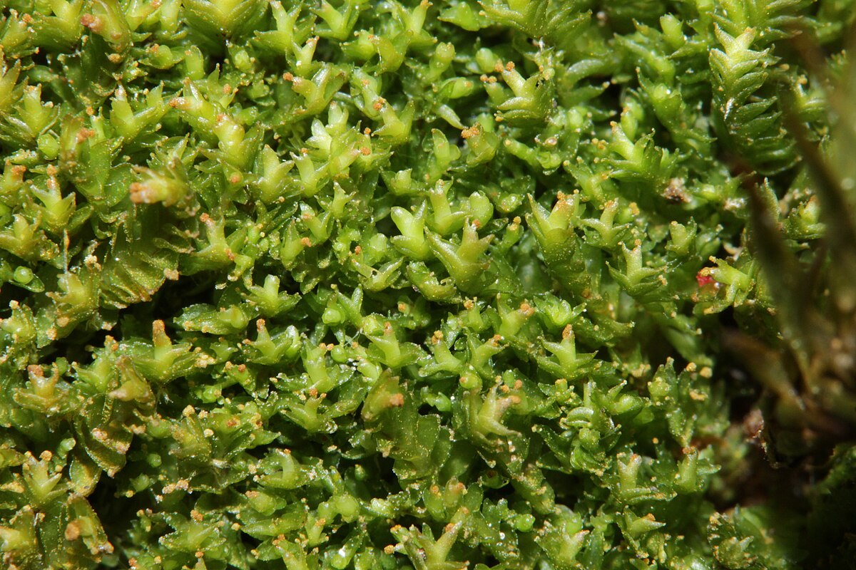 Tritomaria exsectiformis
