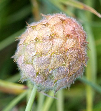 Trifolium fragiferum