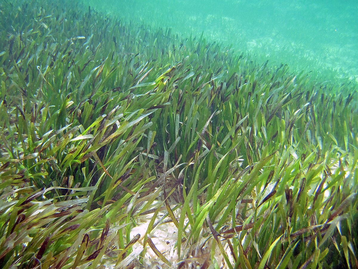 Thalassia testudinum