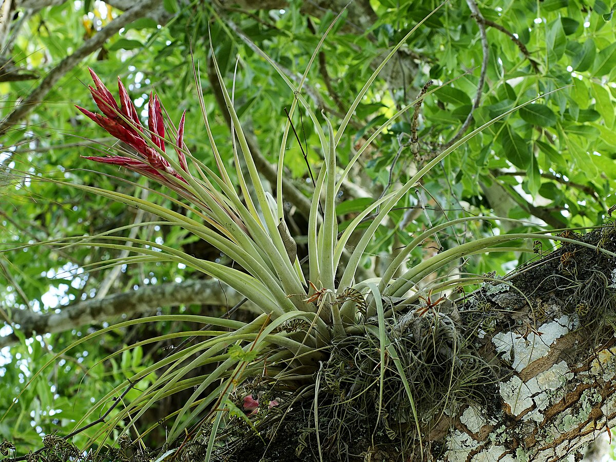 Tillandsia fasciculata