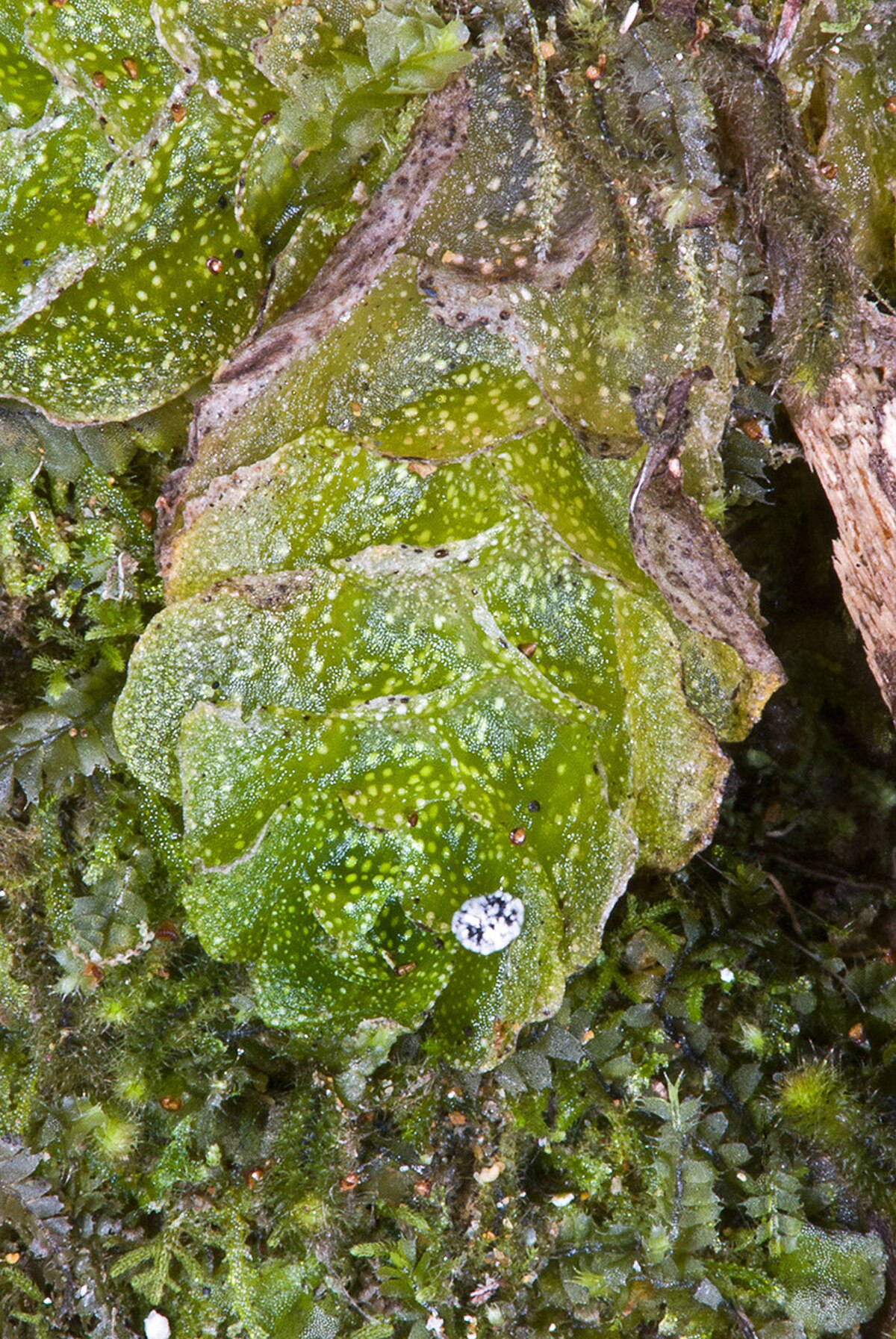 Treubia lacunosa