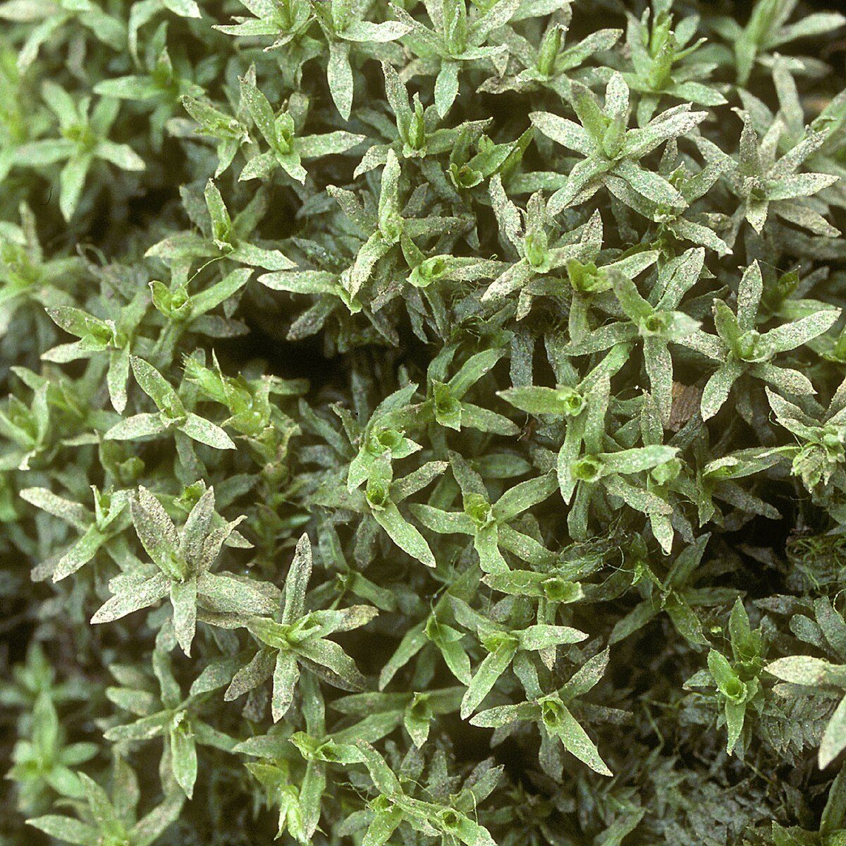 Timmia megapolitana