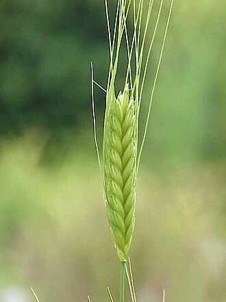 Einkorn