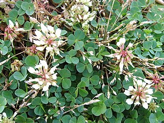 Trifolium occidentale