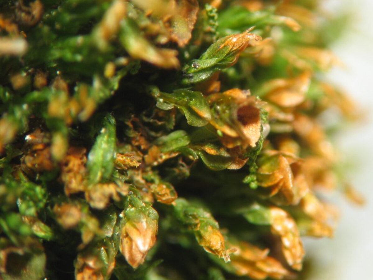 Tetraphis pellucida 328