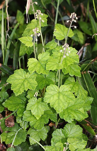 Tiarella polyphylla