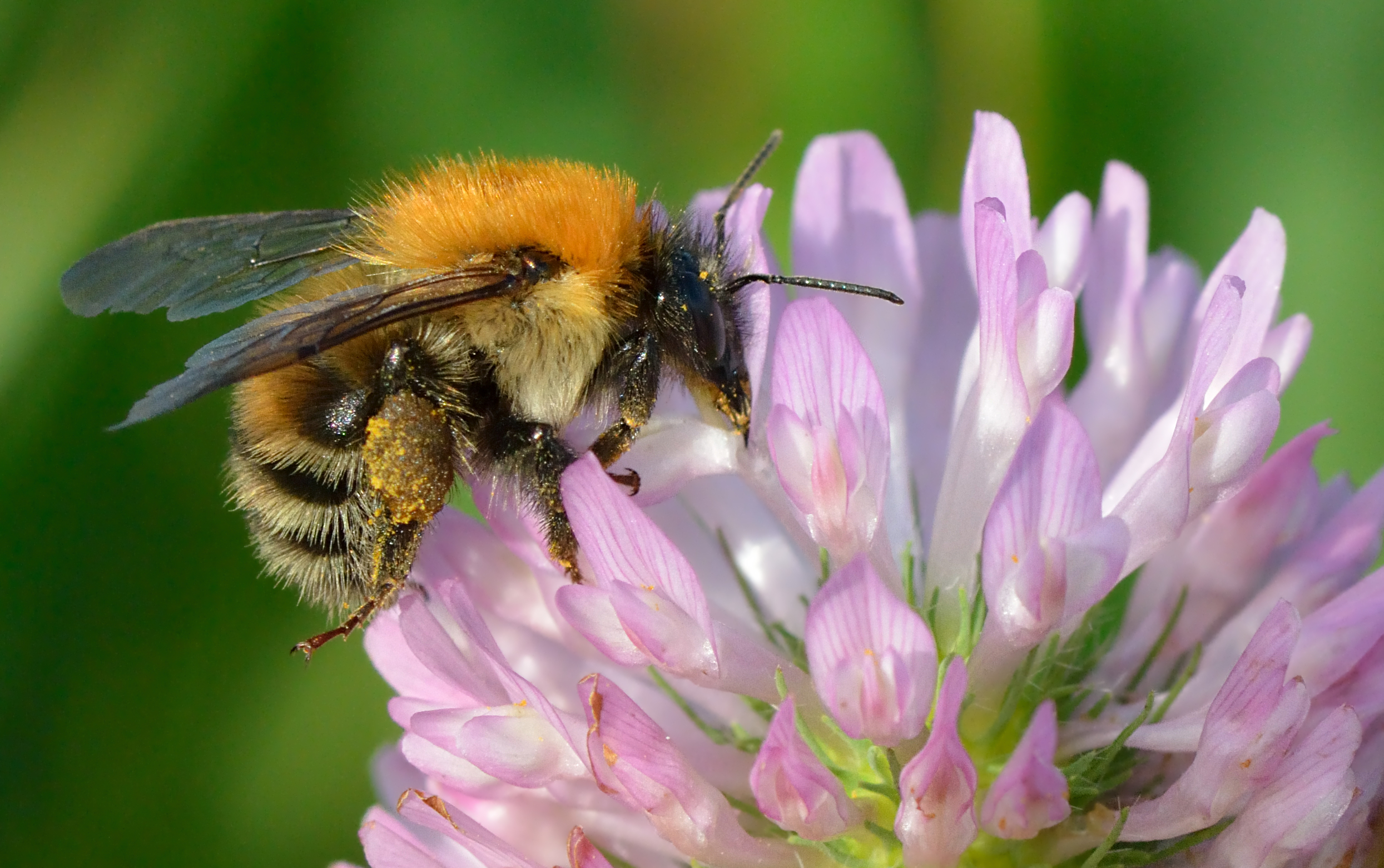 Trifolium pratense
