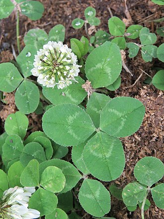 Trifolium repens