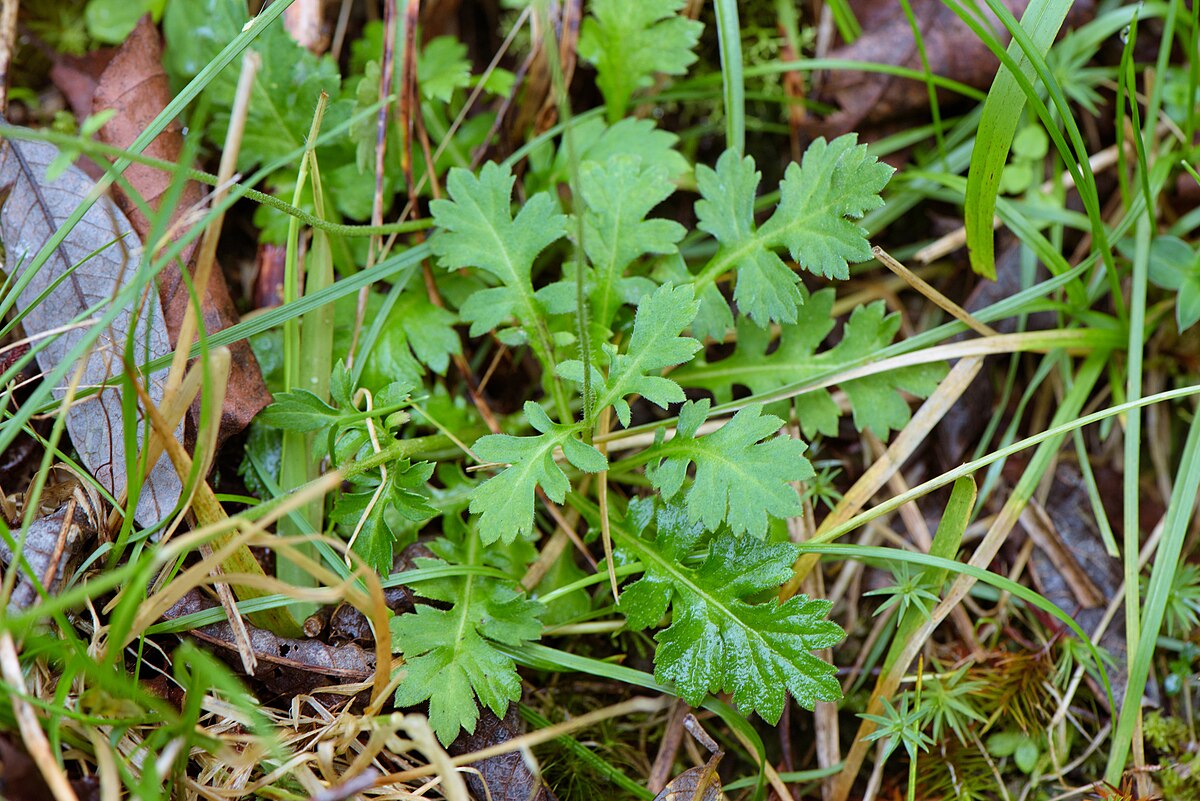 Triplostegia glandulifera