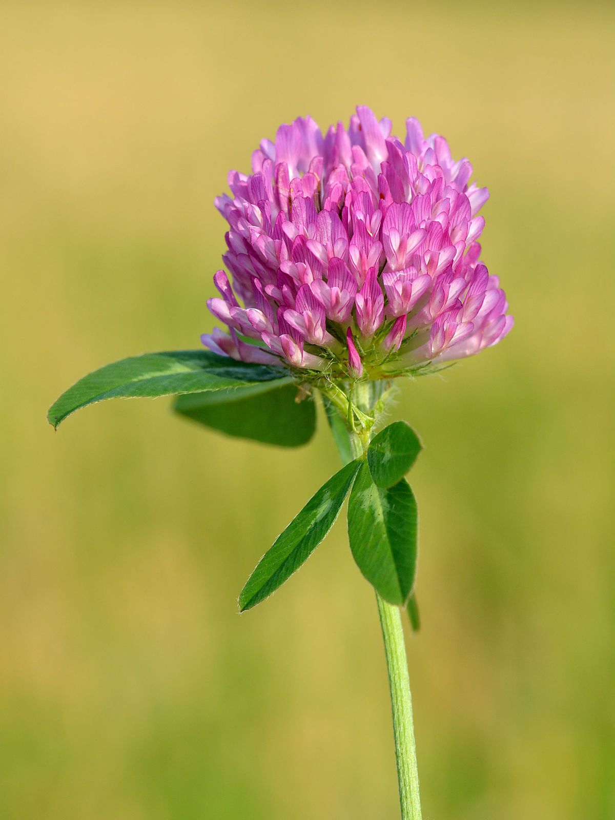 Trifolium pratense