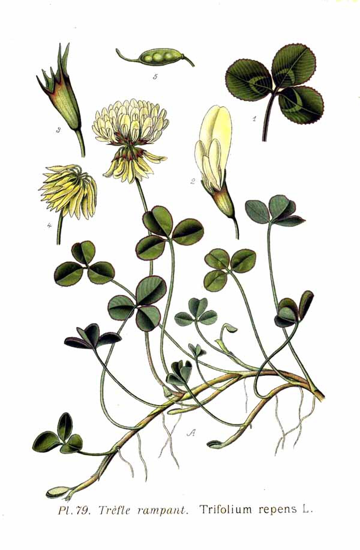 Trifolium subterranum
