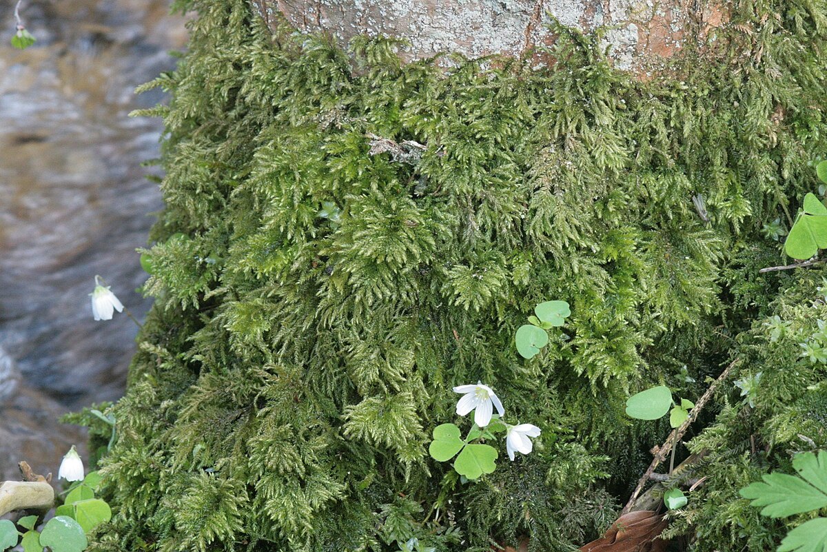 Thamnobryum sandei
