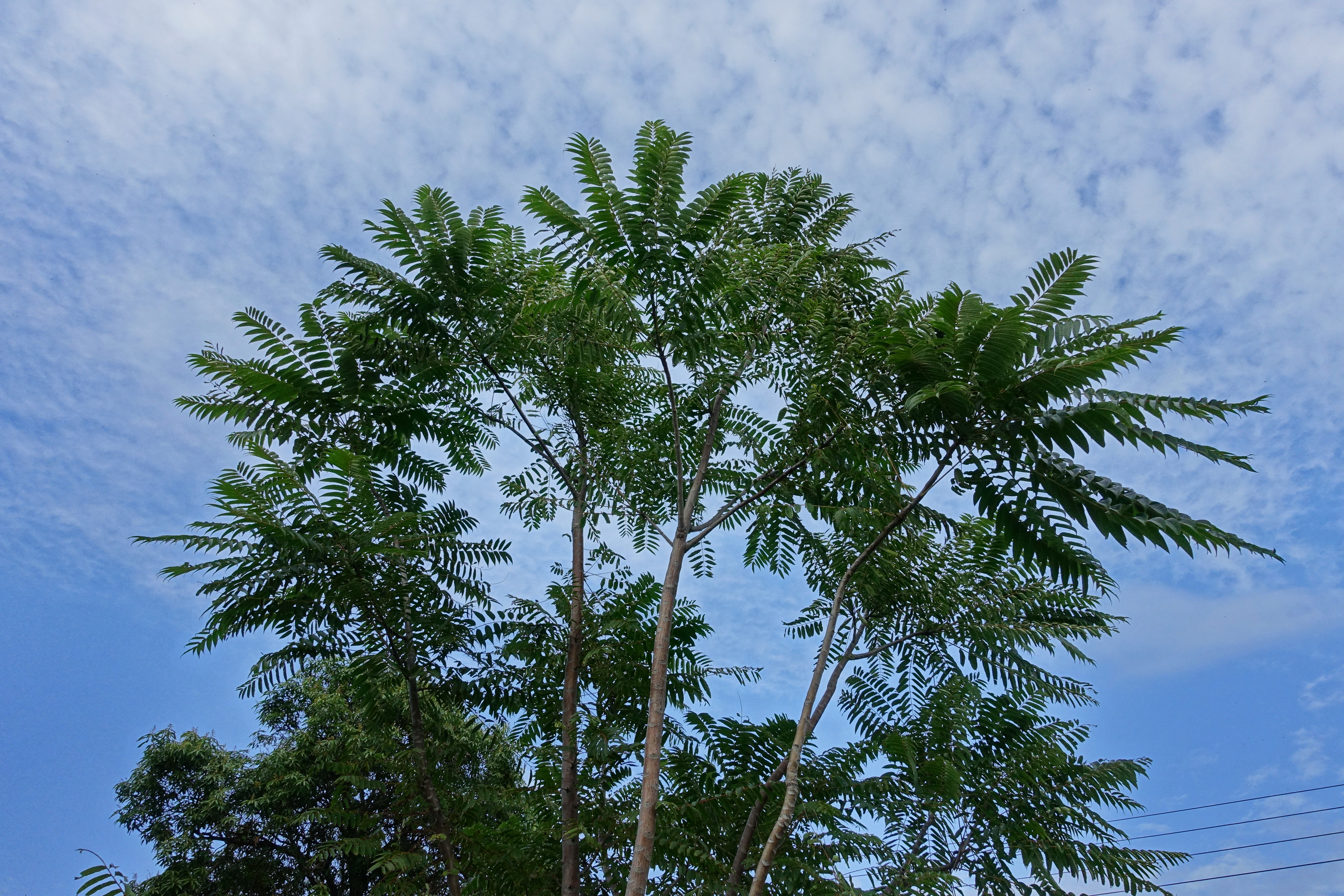 Toona sinensis