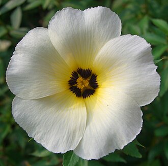 Turnera subulata
