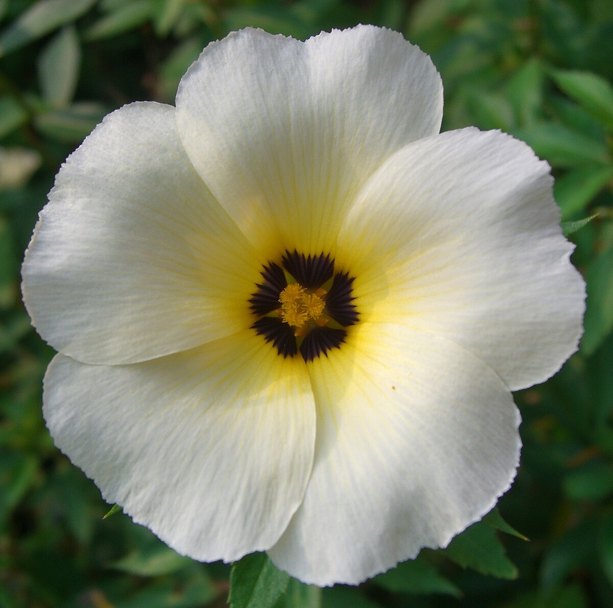 Turnera subulata