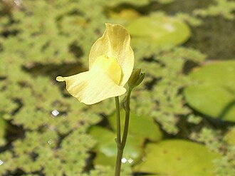 Utricularia aurea