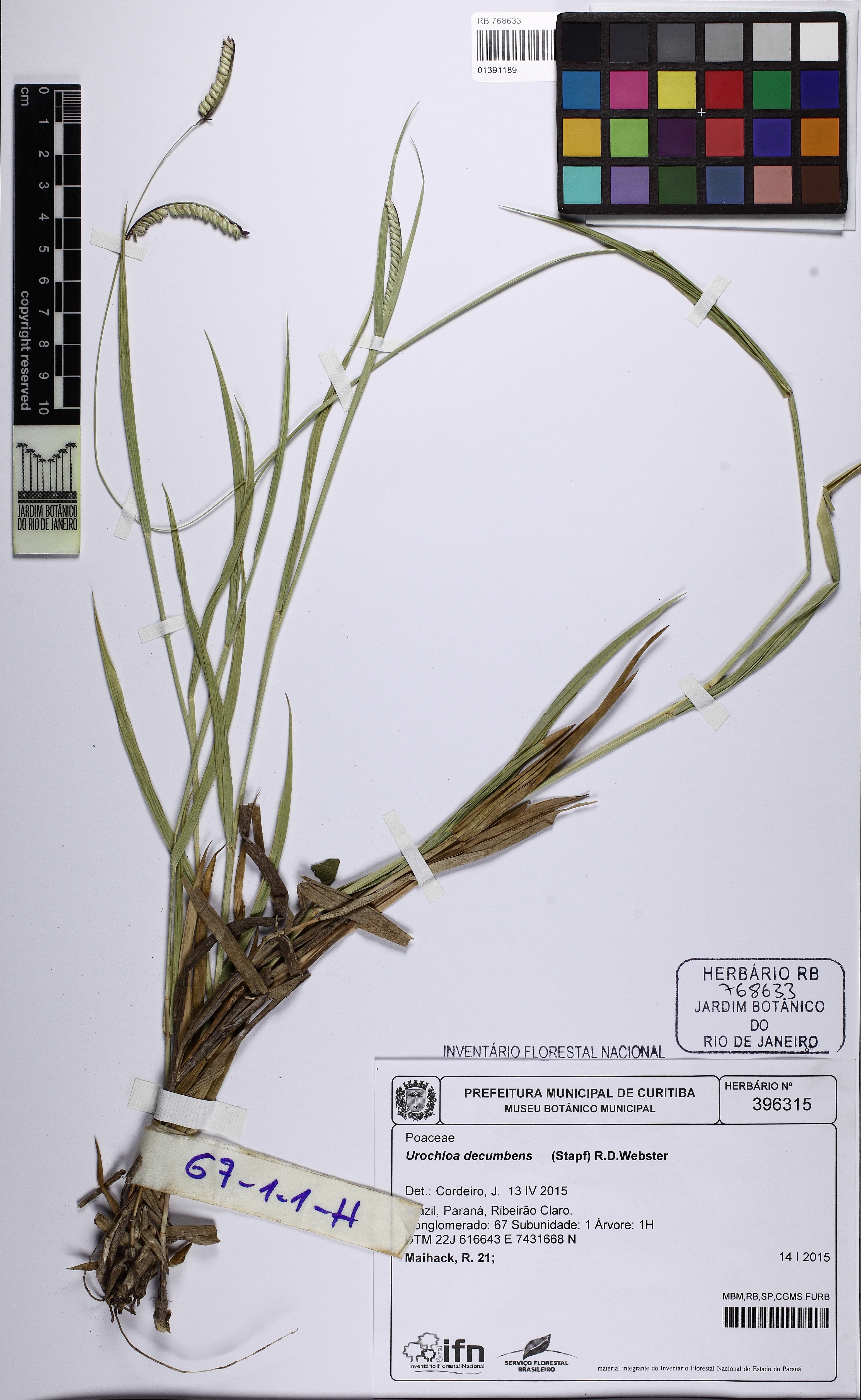 Urochloa decumbens