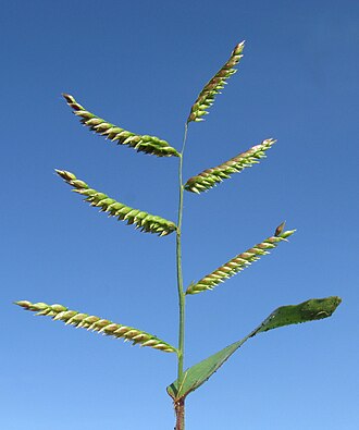 Urochloa
