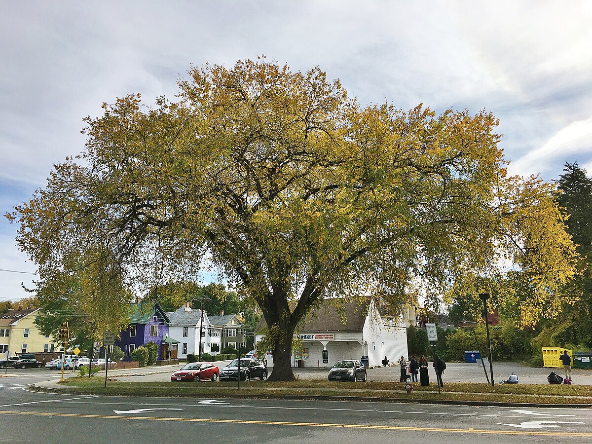 Ulmus americana