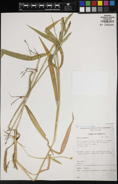 Urochloa ruziziensis